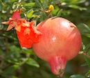 granatapfel