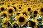 sonnenblume